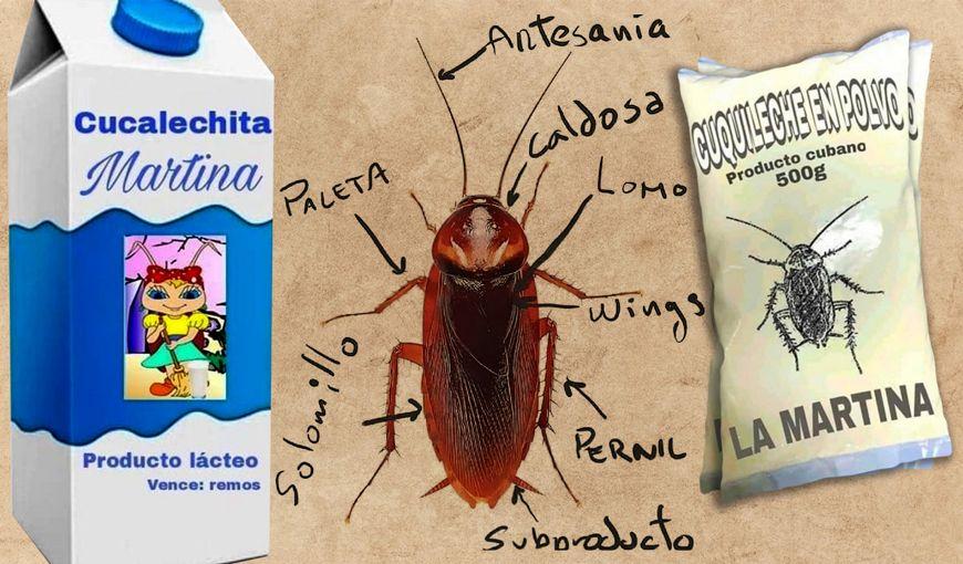 What Happened in Cuba with Cockroach Milk?
