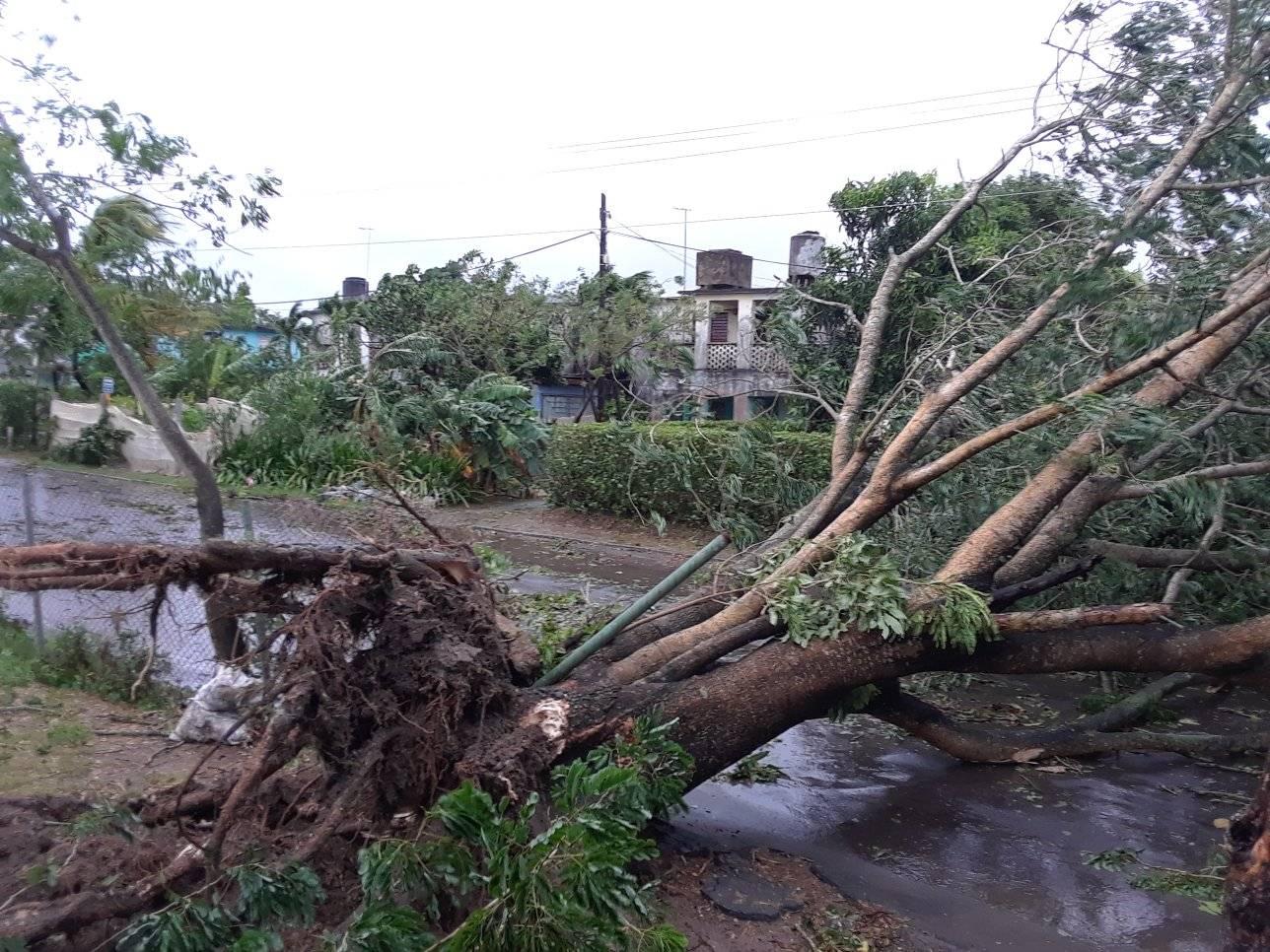 árbol caído huracán