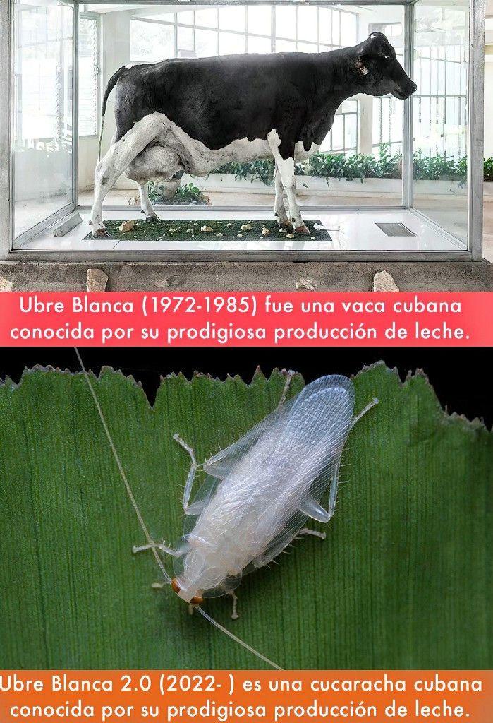 Memes leche de cucaracha Cuba (15)ok.jpg